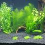 50 gallons planted tank (mostly live plants and fish) - 50g Tigerland