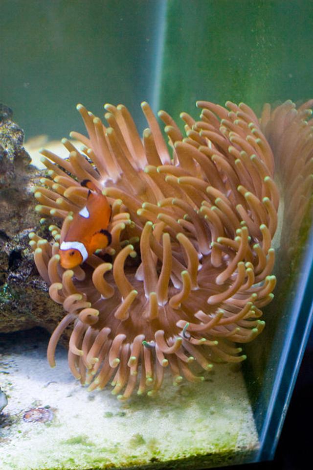 corals inverts - macrodactyla doreensis - long tentacle anemone stocking in 29 gallons tank - Long Tentacle Anemone w/Tank Raised Clown Fish