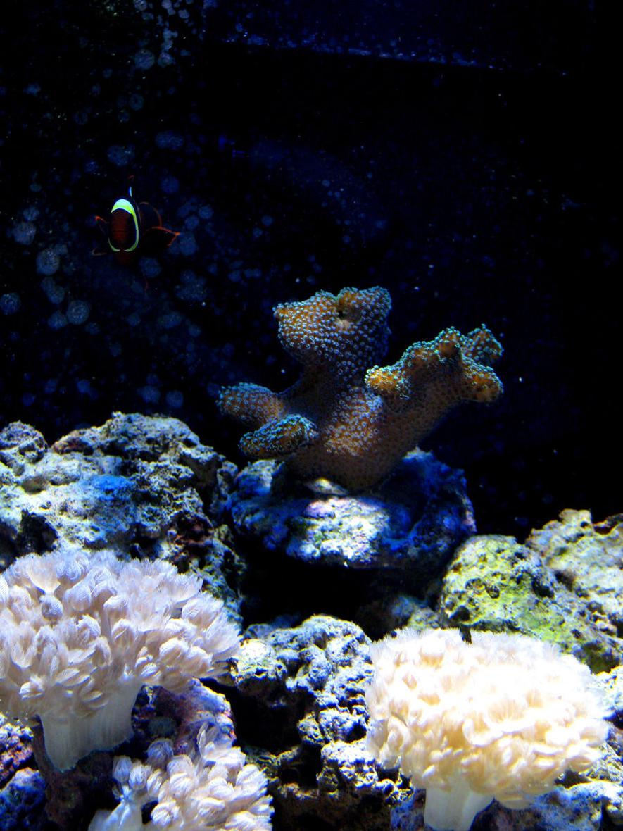 Rated #47: Corals Inverts - Seriatopora Hystrix - Birdsnest Coral Stocking In 300 Gallons Tank - Maroon clown