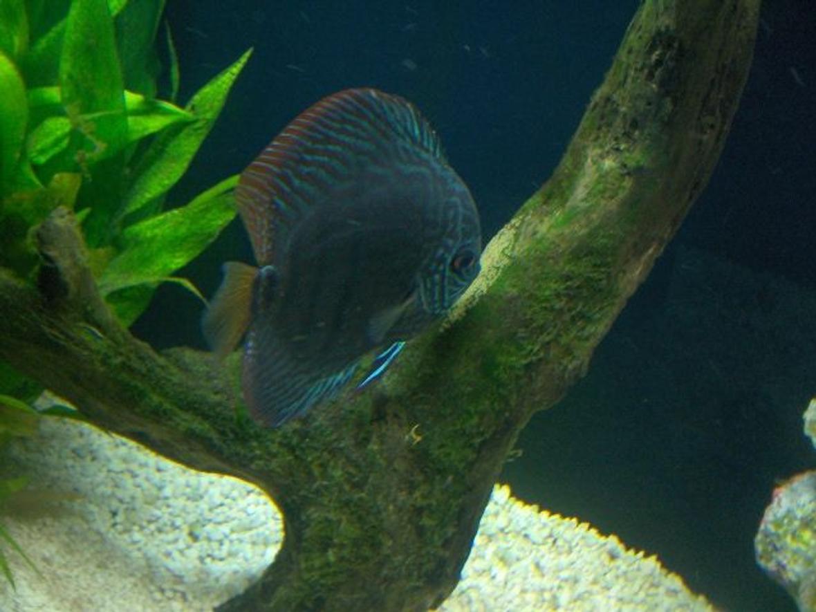 freshwater fish - symphysodon spp. - red turquoise discus stocking in 180 gallons tank - Hers is one of my parents watching the eggs of a recent spawn.