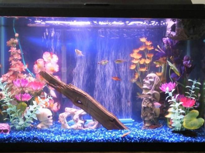 29 gallons freshwater fish tank (mostly fish and non-living decorations) - new picture of my fish aquarium. fake plants, drigtwood and rocks. decorated with skulls. wood log floating at top.