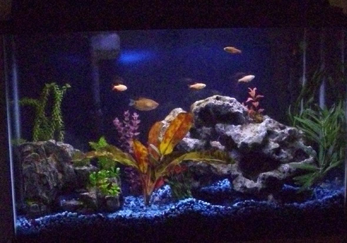 45 gallons freshwater fish tank (mostly fish and non-living decorations) - First posted pic