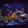 45 gallons freshwater fish tank (mostly fish and non-living decorations) - First posted pic