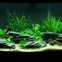 46 gallons planted tank (mostly live plants and fish) - Planted Tanganyikan - 46 gallon Bow