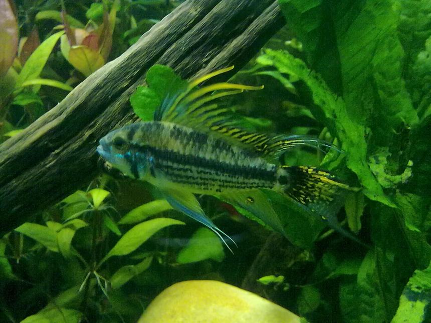 Rated #295: Freshwater Fish - Apistogramma Cacatuoides - Orange Cockatoo Cichlid Stocking In 55 Gallons Tank - Male Apistiogramma Cacautuoides