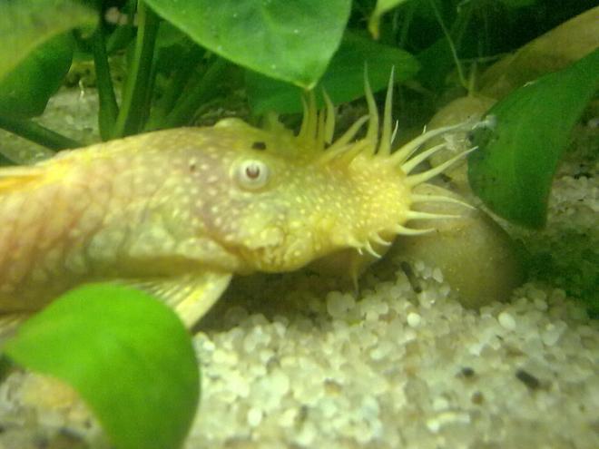 freshwater fish - ancistrus sp. - bushy nose pleco l-144 stocking in 55 gallons tank - Close up - Male Golden Ancistrus Temminckii