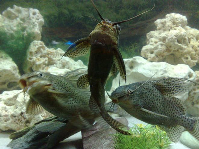 freshwater fish - synodontis eupterus - synodontis eupterus catfish stocking in 57 gallons tank - Synodontis Eupterus the first 3 fish that I got for this tank they were adopted as the owner did not want them!