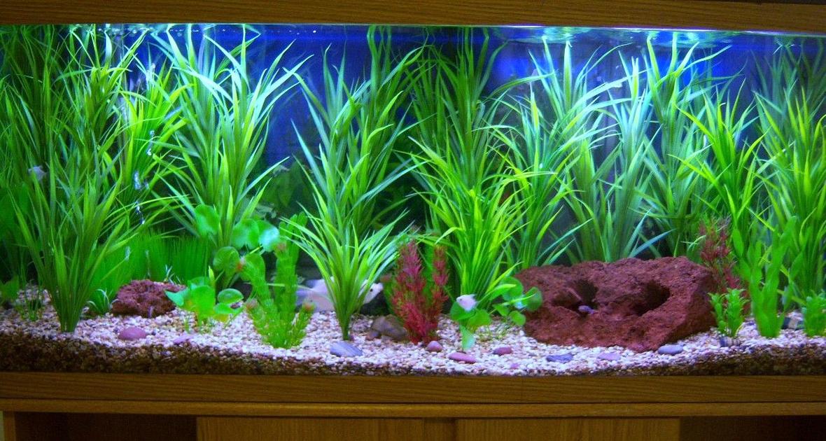55 gallons freshwater fish tank (mostly fish and non-living decorations) - my tank