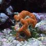 corals inverts - acanthastrea lordhowensis - aussie acan lord stocking in 130 gallons tank - Nice Little Acan :)
