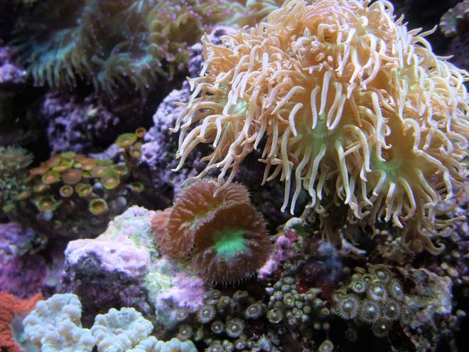 corals inverts - duncanopsammia axifuga - giant green polyp duncan stocking in 130 gallons tank - Blastomussa Merleti and Duncans grown from 2 heads :)