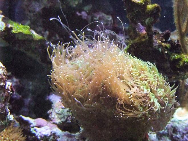 corals inverts - galaxea spp. - tooth coral stocking in 130 gallons tank - Lively Galaxia!