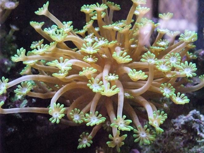 corals inverts - alveopora sp. - alveopora coral stocking in 130 gallons tank - Nice Alveopora