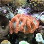 corals inverts - blastomussa wellsi - blastomussa coral stocking in 130 gallons tank - Red Blastomussa