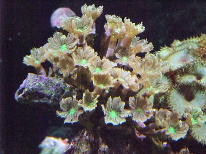 corals inverts - clavularia sp. - clove polyp stocking in 130 gallons tank - Clove polyps