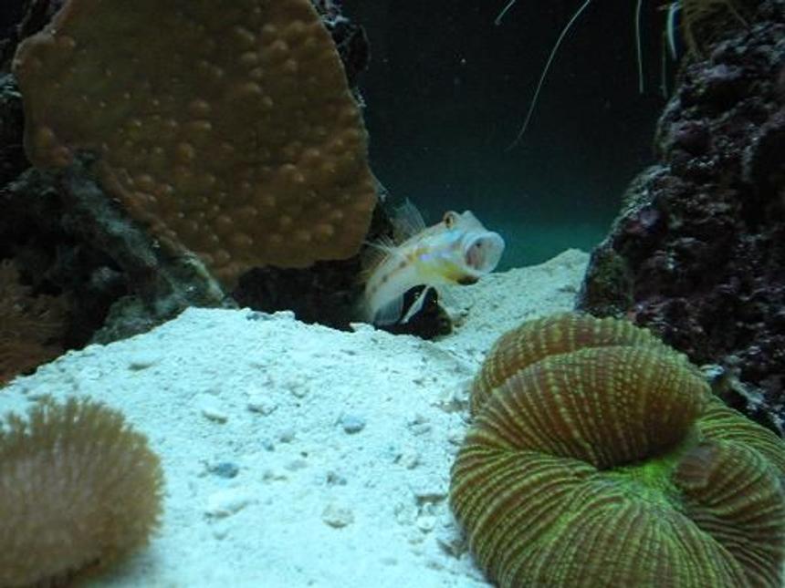 Rated #22: Saltwater Fish - Valencienna Puellaris - Diamond Watchman Goby Stocking In 55 Gallons Tank - Diamond Back Goby. 
SHAME ON YOU !!!!!!!!!