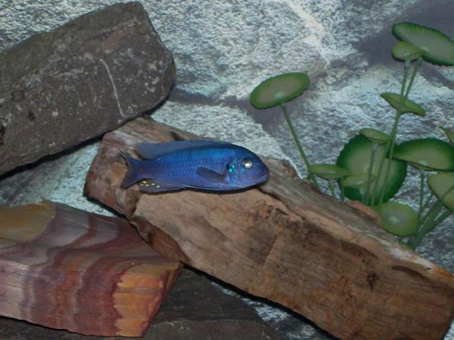 freshwater fish - metriaclima callainos - cobalt blue zebra cichlid stocking in 110 gallons tank - Male Metriaclima callainos (Cobalt Zebra)