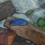 freshwater fish - metriaclima callainos - cobalt blue zebra cichlid stocking in 110 gallons tank - Male Metriaclima callainos (Cobalt Zebra)