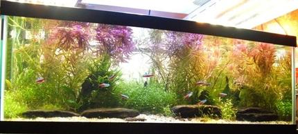 30 gallons planted tank (mostly live plants and fish) - bloom