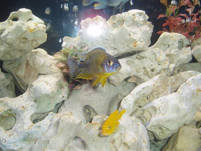 freshwater fish - aulonocara stuartgranti - maulana bicolor peacock stocking in 120 gallons tank - Bicolor Aulonocara