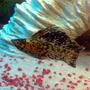 freshwater fish - poecilia latipinna - dalmatian molly stocking in 57 gallons tank - My Marble Sailfin Molly