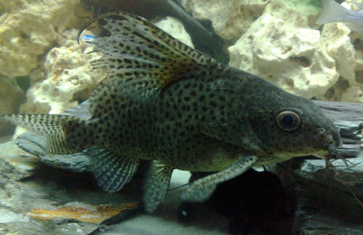 freshwater fish - synodontis eupterus - synodontis eupterus catfish stocking in 57 gallons tank - This is Scatz my Synodontis