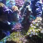 corals inverts - zoanthus sp. - colony polyp stocking in 90 gallons tank - Zoo's Farm in 90 Gal Reef - :eft side of tank