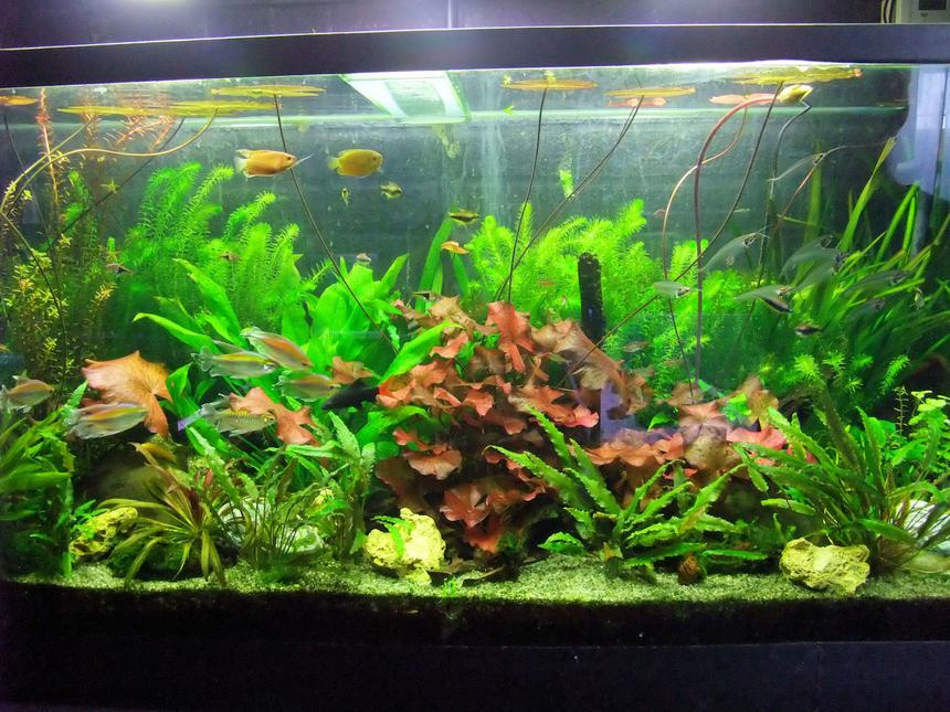 Rated #59: 130 Gallons Freshwater Fish Tank - 100 Gallon Jungle Freshwater Tank.....Please ignore the description below of my reef tank that is on this site too :D