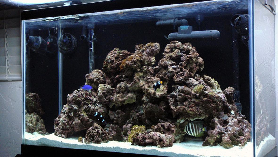 29 gallons saltwater fish tank (mostly fish, little/no live coral) - Just downgraded from a 75 gal. and put everything is this 29 Gallon - Button Polyps, Green Star Polyps, Green Ricordia, Trumpet, Frogspawn, Assorterd Mushrooms and Zoos. All are still fairly small as they were bought as frags and are only a couple of months old I plan to add alot more soon. Mated Pair of Black Ocellaris Clowns,a Sailfin Tang (for now) and a Blue Damsel. Cleaner Shrimp, Coral Banded Shrimp, Nassarius Snails, Nerite Snails, Hermits.