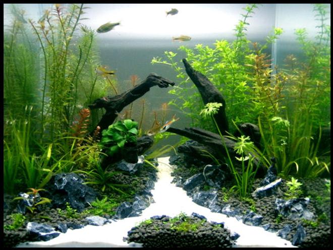 30 gallons planted tank (mostly live plants and fish) - Tank: Aqua One 30cm Cube

Substrate: Up Aqua Soil

Filter: HOB

Co2: DIY

Diffuser: Up Aqua

Lights: 2x24w PC

Plants: Hemianthus Callitrichoides, Blyxa Japonica, Ranunculus Inundatus, Rotala Nanjenshan, Pogostemon Helferi, Hemianthus Micranthemoides, Rotala Rosea, Rotala Macrandra, Rotala Wallichii, Rotala Macrandra Mini, Anubias Nana Petite, Proserpinaca Palustris, Tonina Fluviatilis, Syngonanthus Sp

Inhabitants: 8x Silver Tipped Tetra's, 8x Endlers Guppies, Crystal Red Shrimp