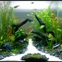 30 gallons planted tank (mostly live plants and fish) - Tank: Aqua One 30cm Cube Substrate: Up Aqua Soil Filter: HOB Co2: DIY Diffuser: Up Aqua Lights: 2x24w PC Plants: Hemianthus Callitrichoides, Blyxa Japonica, Ranunculus Inundatus, Rotala Nanjenshan, Pogostemon Helferi, Hemianthus Micranthemoides, Rotala Rosea, Rotala Macrandra, Rotala Wallichii, Rotala Macrandra Mini, Anubias Nana Petite, Proserpinaca Palustris, Tonina Fluviatilis, Syngonanthus Sp Inhabitants: 8x Silver Tipped Tetra's, 8x Endlers Guppies, Crystal Red Shrimp