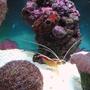 corals inverts - lysmata amboinensis - scarlet skunk cleaner shrimp stocking in 55 gallons tank - cleaner shrimp / sea squirt