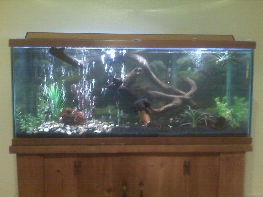Rated #2374: 75 Gallons Freshwater Fish Tank - Bad camera phone picture, hope to upload better picture soon.