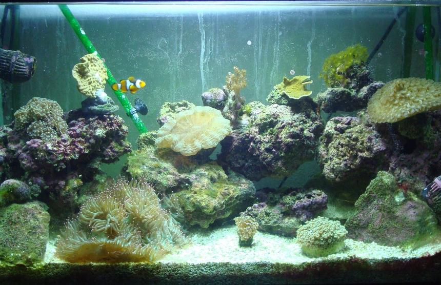 Rated #67: Corals Inverts - Trachyphyllia Geoffroyi - Brain Coral, Trachyphyllia Stocking In 29 Gallons Tank - my 29 reef, not great, but not bad for a poor college kid