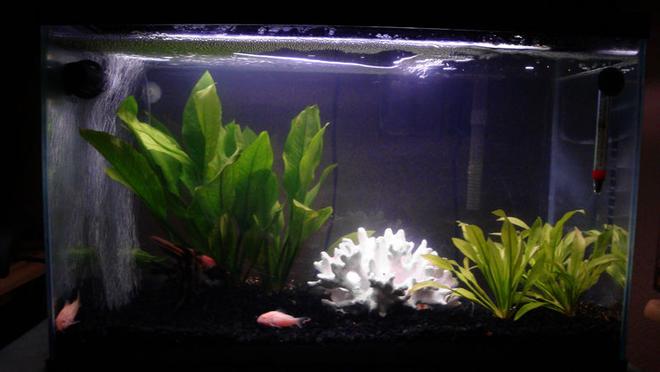 12 gallons freshwater fish tank (mostly fish and non-living decorations) - 12 gallon freshwater tank