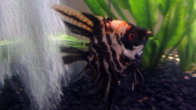 freshwater fish - pterophyllum sp. - koi angel stocking in 12 gallons tank - Angel Fish