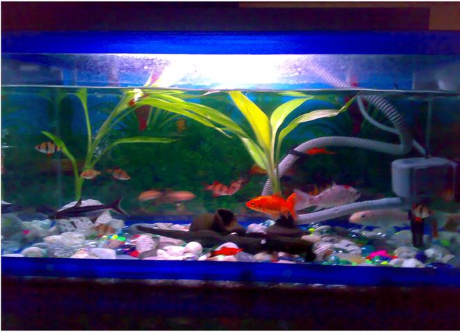 freshwater fish - puntius tetrazona - tiger barb stocking in 15 gallons tank - 15 tiger barb fish(3 albino), 2 shark catfish, 3 koi fish, 3 swordtail, 1 goldfish.  (in 1 aquarium) I have a filter with oxygen. fishes ofcourse . pot, log. plants