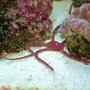 corals inverts - ophioderma sp. - serpent sea star, fancy red stocking in 55 gallons tank - red serpent star