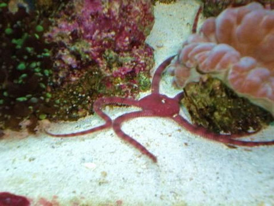 corals inverts - ophioderma sp. - serpent sea star, fancy red stocking in 55 gallons tank - red serpent star