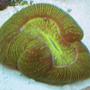 corals inverts - trachyphyllia geoffroyi - brain coral, trachyphyllia stocking in 55 gallons tank - green brain coral