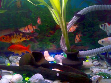 freshwater fish - puntius tetrazona - tiger barb stocking in 15 gallons tank - this is my other picture of my tank.