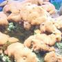 corals inverts - actinodiscus sp. - red mushroom stocking in 125 gallons tank - red mushrooms growing out of control