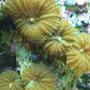 corals inverts - rhodactis indosinensis - hairy mushroom stocking in 125 gallons tank - fuzzy green mushrooms