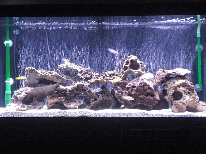 55 gallons freshwater fish tank (mostly fish and non-living decorations) - Update