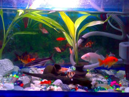 freshwater fish - puntius tetrazona - tiger barb stocking in 15 gallons tank - A 15 gallon tank.              . 15 tiger barb fish(3 albino), 2 shark catfish, 3 koi fish, 3 swordtail, 1 goldfish.  (in 1 aquarium) I have a filter with oxygen. fishes ofcourse . pot, log. plants. (this is the same aquarium)