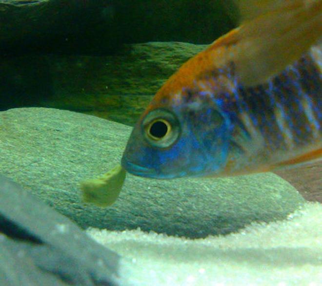 freshwater fish - aulonocara rubescens - ruby red peacock stocking in 57 gallons tank - Rusty - Aulonacara Rubens Red