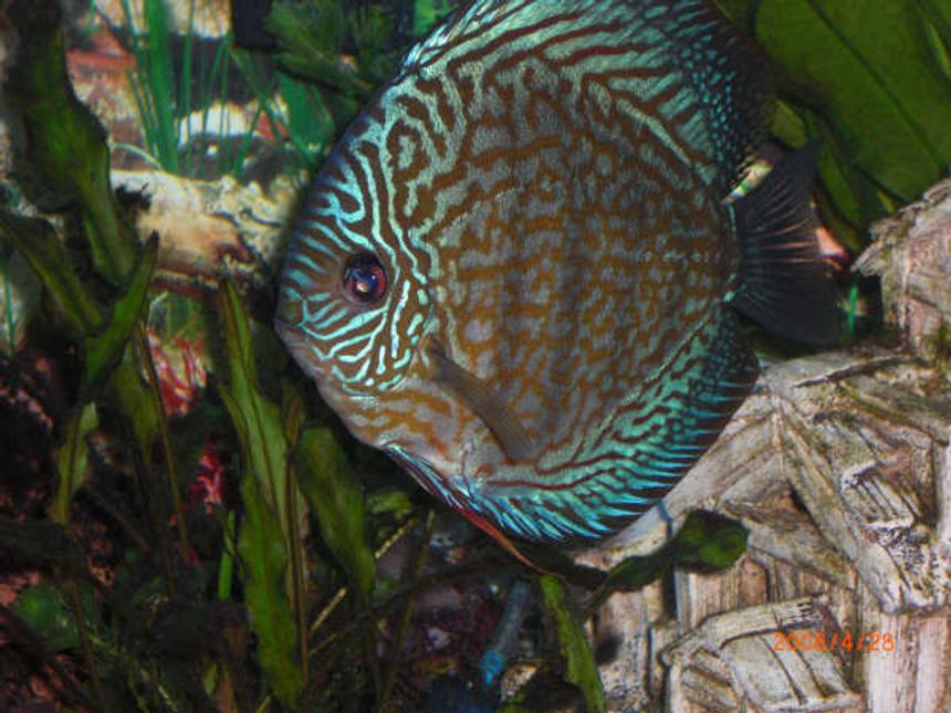 Rated #1028: Freshwater Fish - Symphysodon Spp. - Blue Turquoise Discus Stocking In 55 Gallons Tank - blue Turquoise Discus