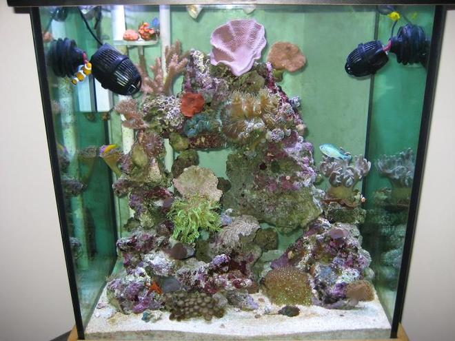 55 gallons reef tank (mostly live coral and fish) - Full Tank Shot