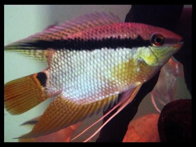 freshwater fish - mesonauta festivus - festivum cichlid stocking in 113 gallons tank - mesonauta festivus