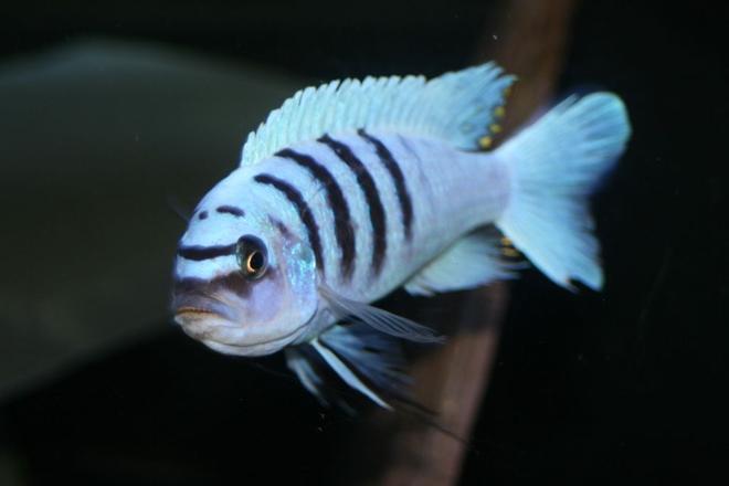 freshwater fish - cynotilapia afra - afra cichlid stocking in 55 gallons tank - afar hara