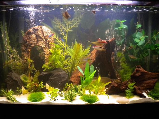29 gallons freshwater fish tank (mostly fish and non-living decorations) - 29 Gal Community Tank